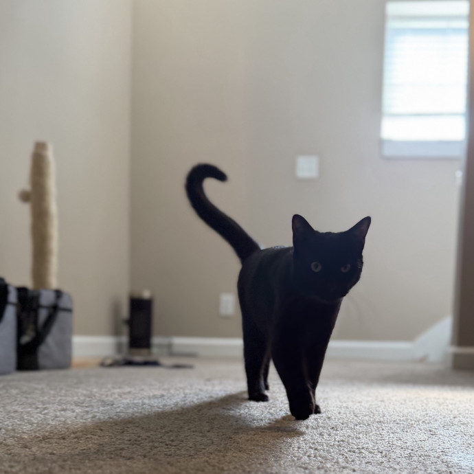Julie's Purrfessional Cat Care