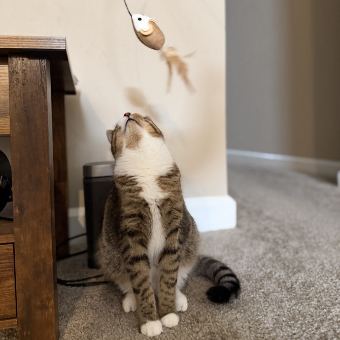 Julie's Purrfessional Cat Care