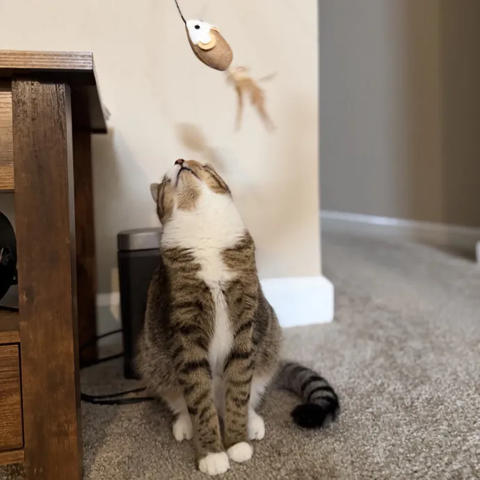 Julie's Purrfessional Cat Care