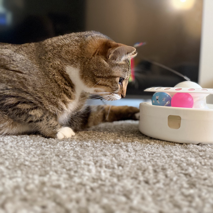 Julie's Purrfessional Cat Care