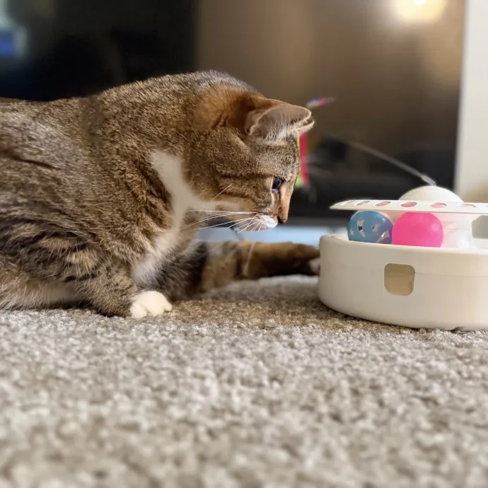 Julie's Purrfessional Cat Care