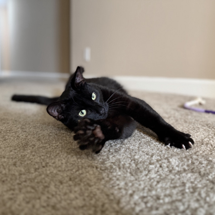 Julie's Purrfessional Cat Care