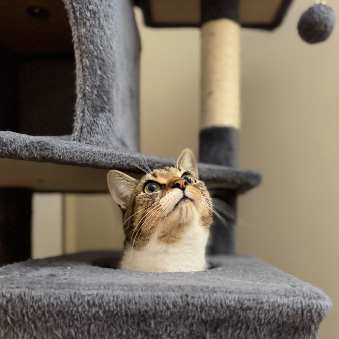 Julie's Purrfessional Cat Care