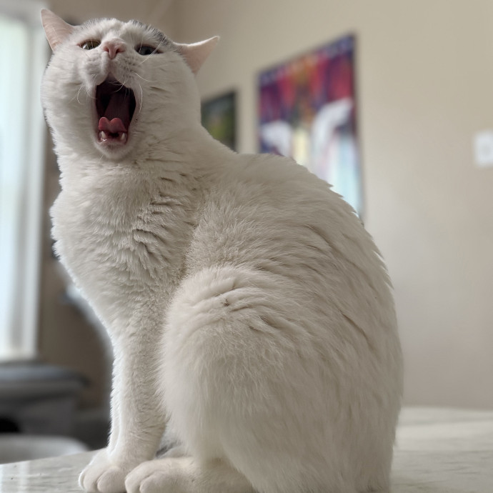 Julie's Purrfessional Cat Care