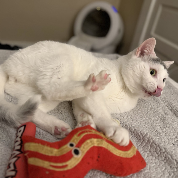 Julie's Purrfessional Cat Care