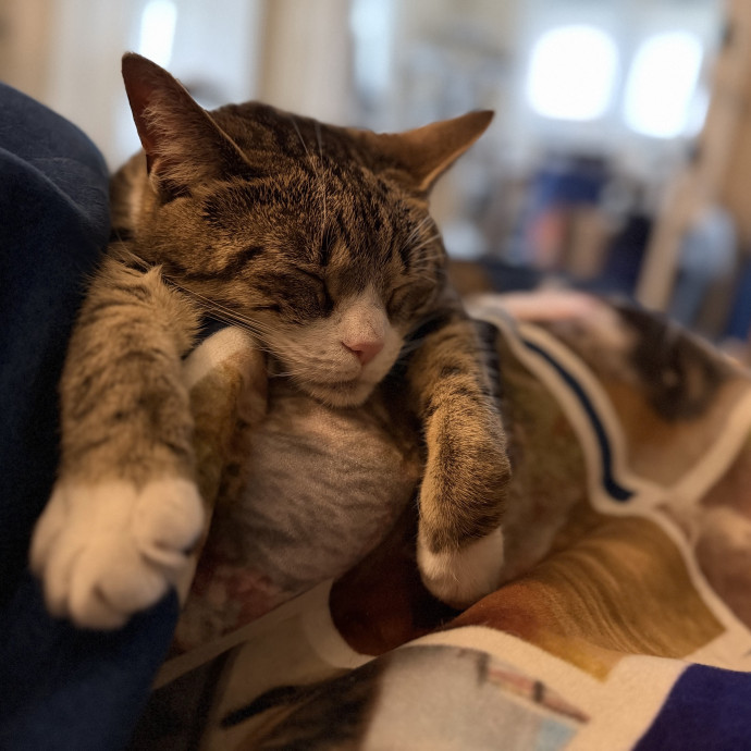 Julie's Purrfessional Cat Care