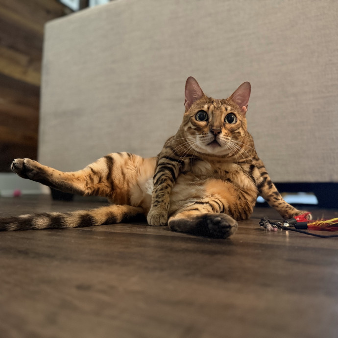 Julie's Purrfessional Cat Care