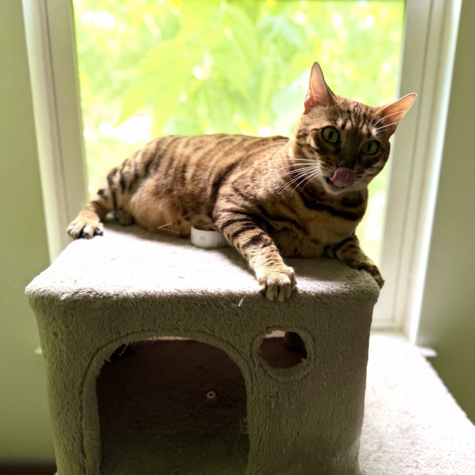 Julie's Purrfessional Cat Care