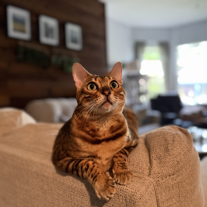 Julie's Purrfessional Cat Care