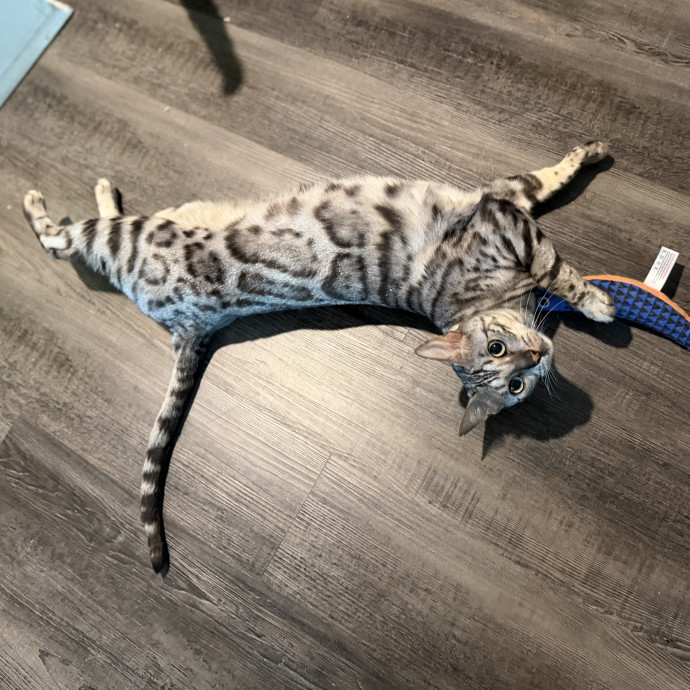 Julie's Purrfessional Cat Care