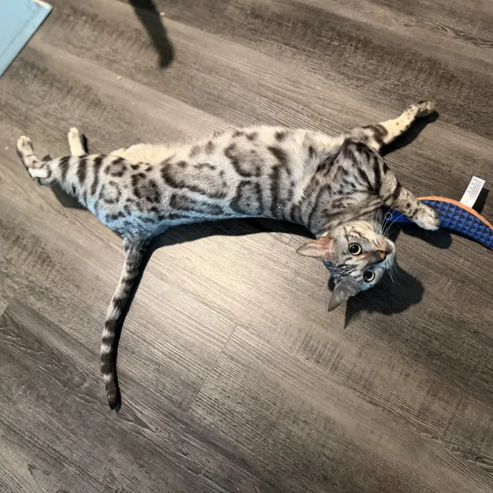 Julie's Purrfessional Cat Care photo 2