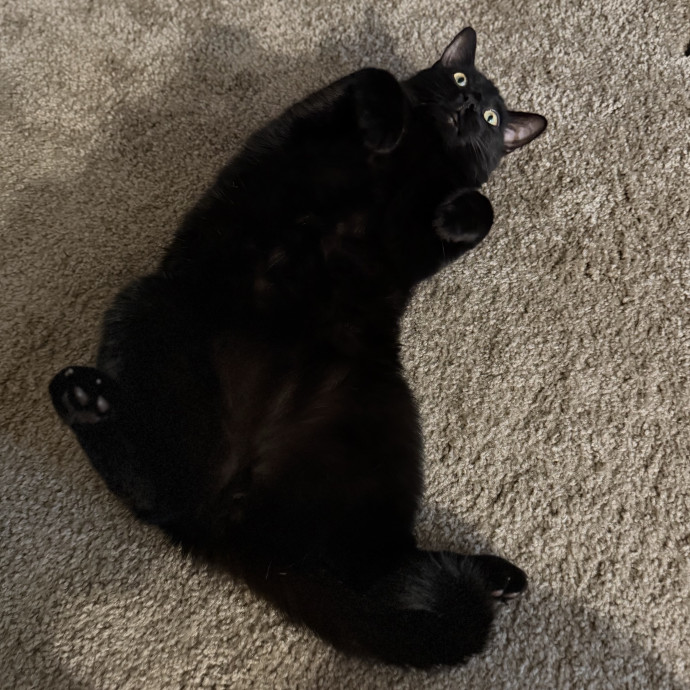 Julie's Purrfessional Cat Care