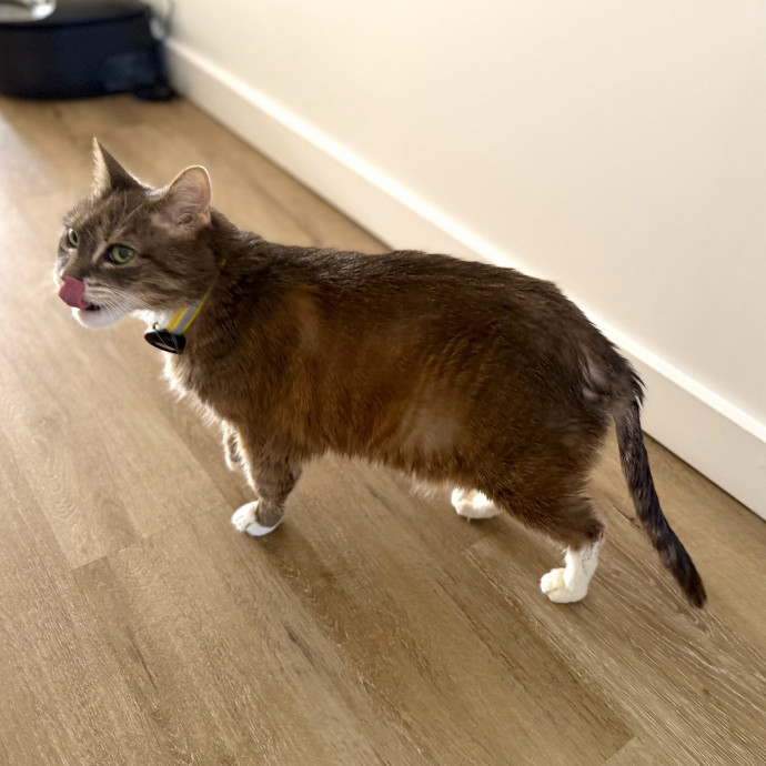 Julie's Purrfessional Cat Care
