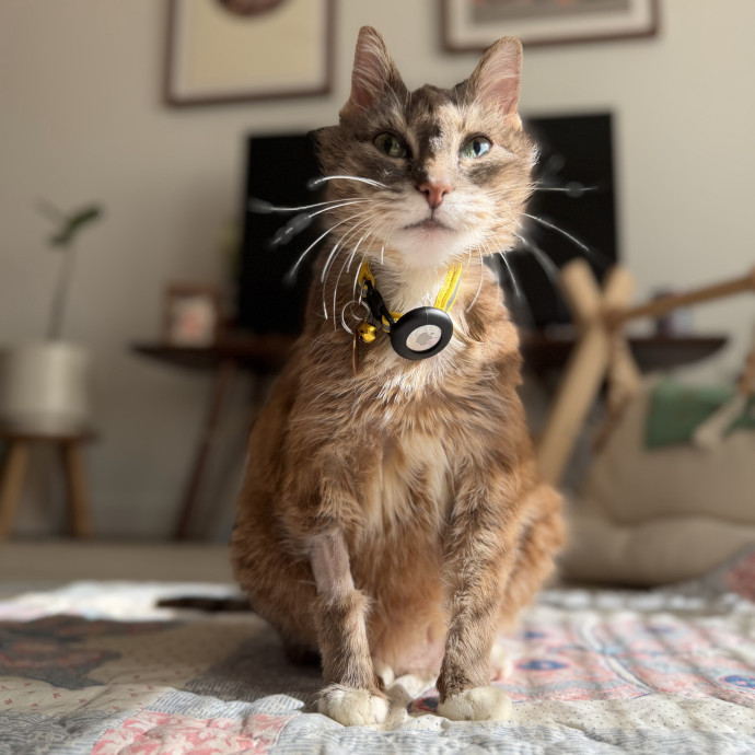 Julie's Purrfessional Cat Care