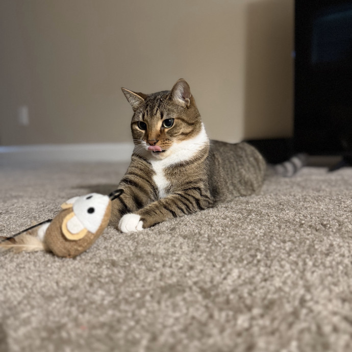 Julie's Purrfessional Cat Care