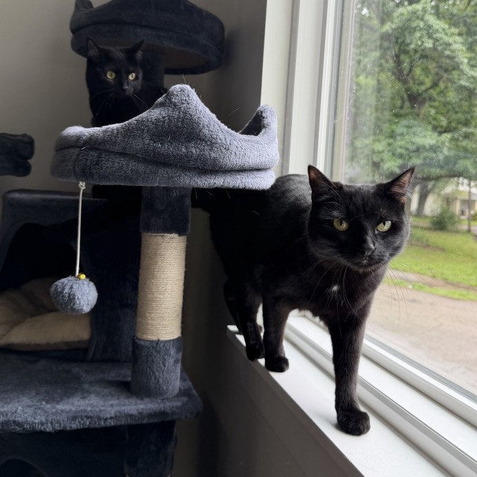 Julie's Purrfessional Cat Care