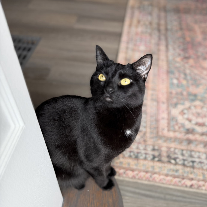 Julie's Purrfessional Cat Care
