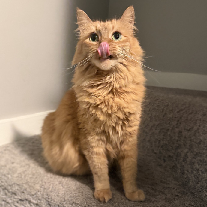Julie's Purrfessional Cat Care