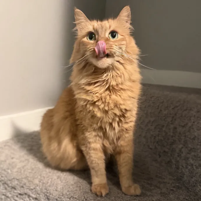 Julie's Purrfessional Cat Care