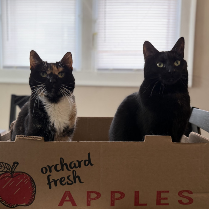Julie's Purrfessional Cat Care