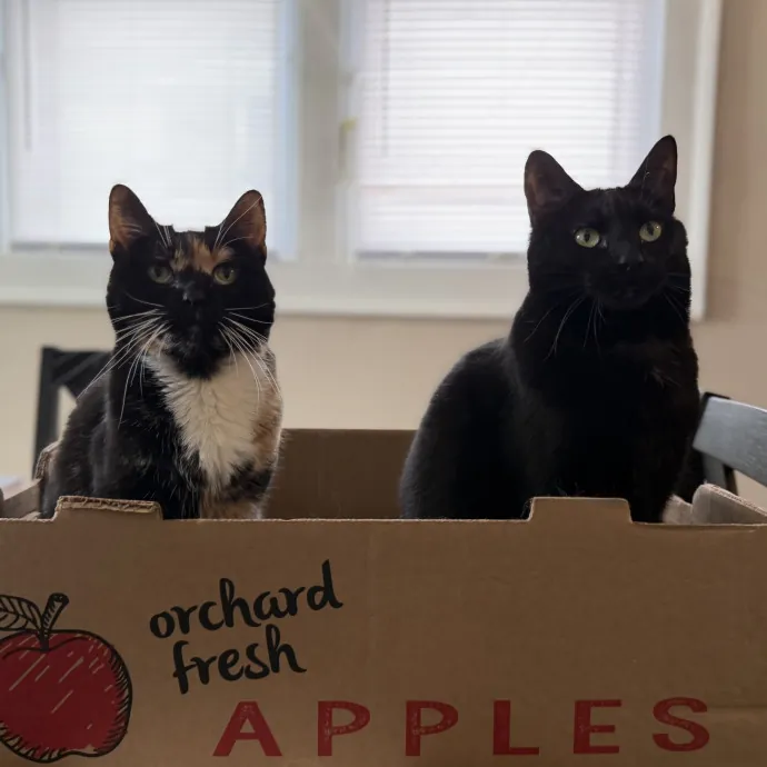 Julie's Purrfessional Cat Care