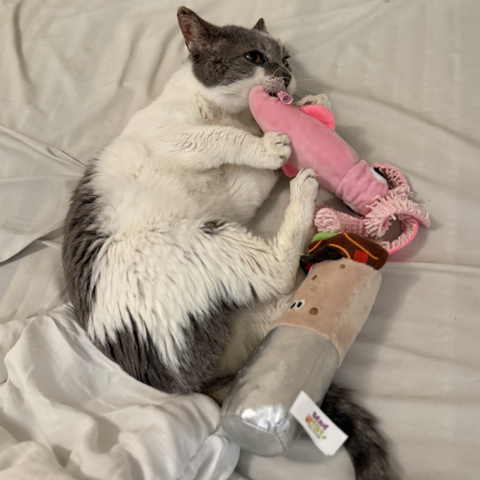 Julie's Purrfessional Cat Care
