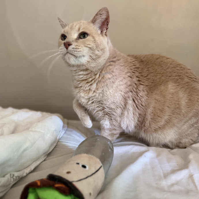 Julie's Purrfessional Cat Care