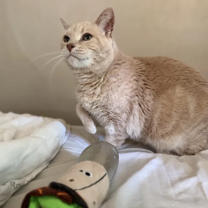 Julie's Purrfessional Cat Care