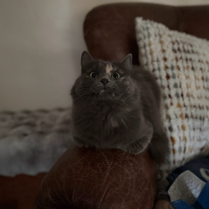 Julie's Purrfessional Cat Care