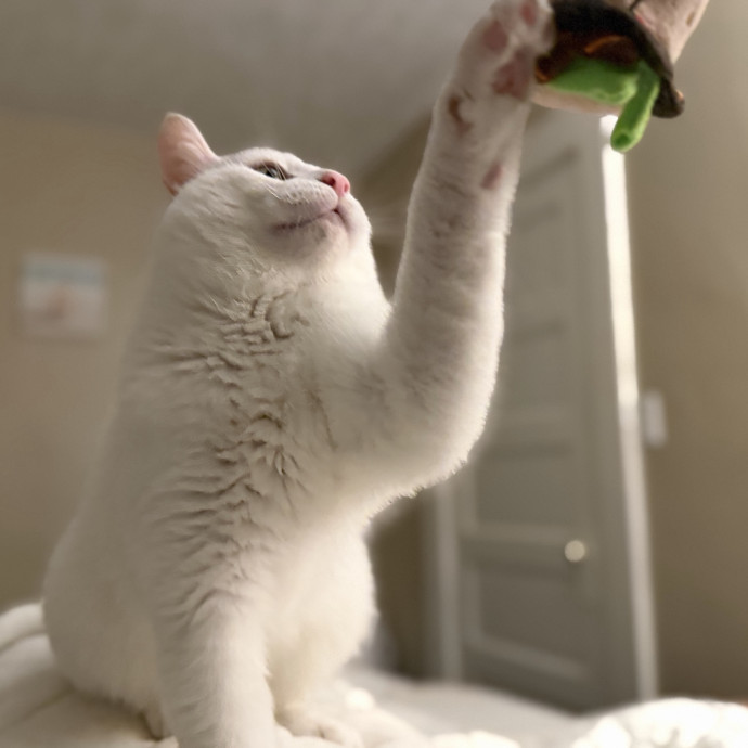 Julie's Purrfessional Cat Care