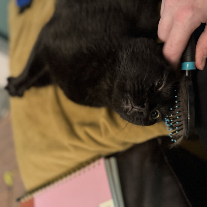 Julie's Purrfessional Cat Care