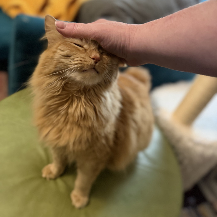Julie's Purrfessional Cat Care