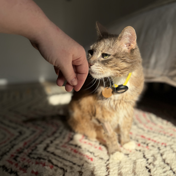 Julie's Purrfessional Cat Care