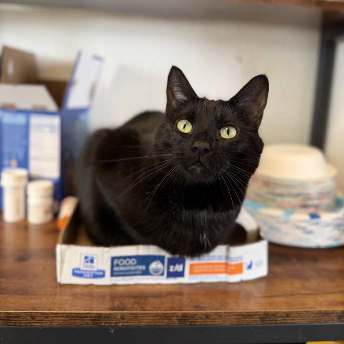 Julie's Purrfessional Cat Care