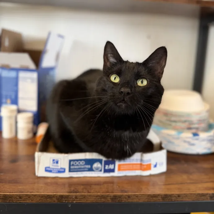 Julie's Purrfessional Cat Care