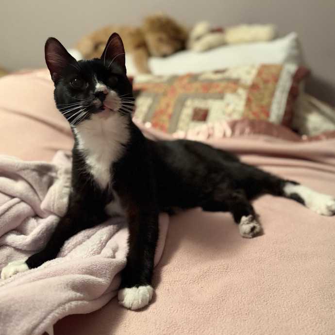 Julie's Purrfessional Cat Care