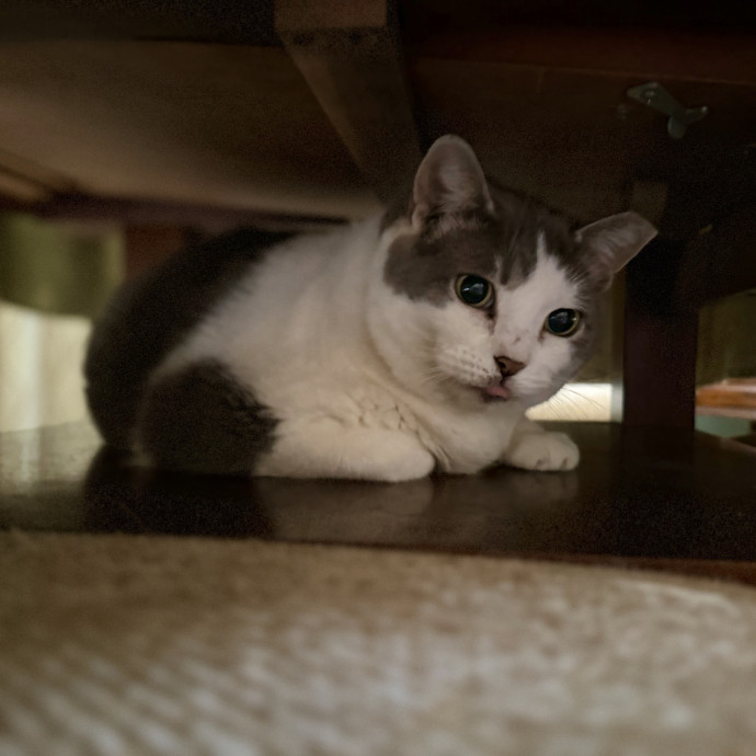 Julie's Purrfessional Cat Care