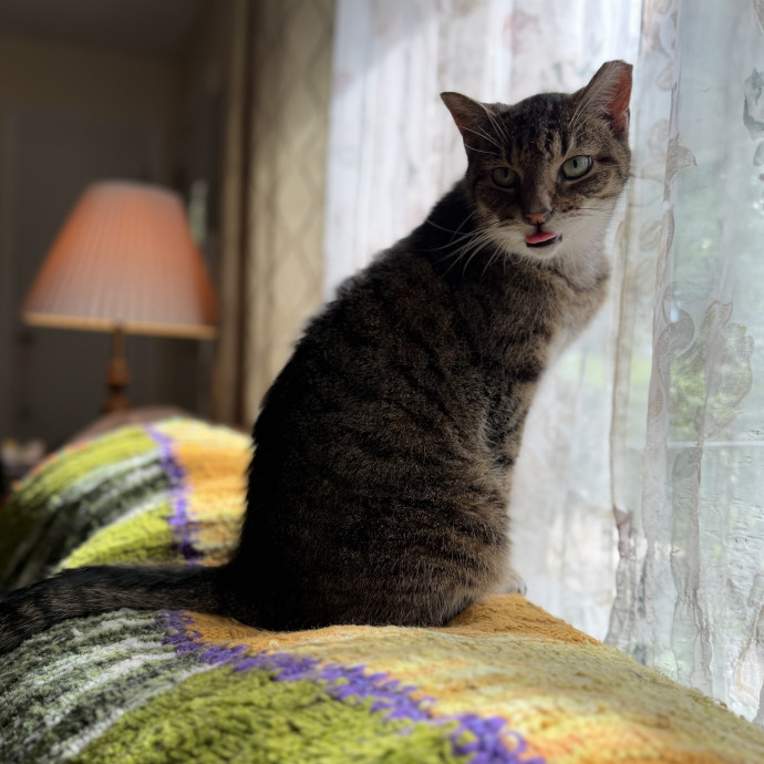 Julie's Purrfessional Cat Care
