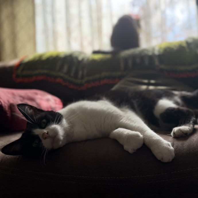 Julie's Purrfessional Cat Care