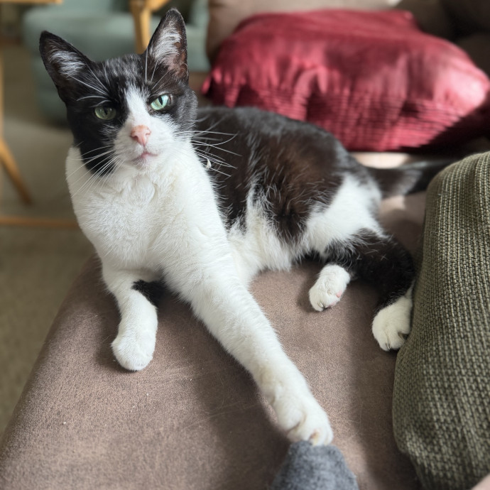 Julie's Purrfessional Cat Care