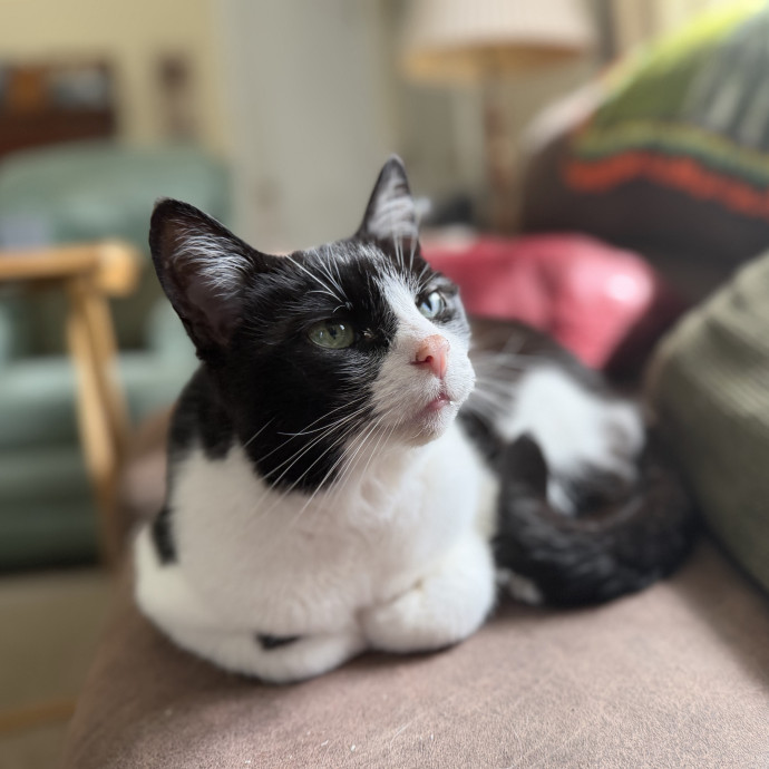 Julie's Purrfessional Cat Care