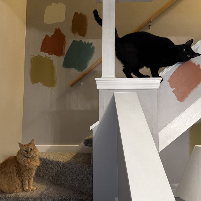 Julie's Purrfessional Cat Care
