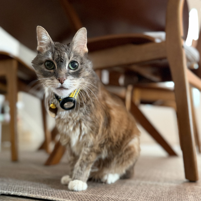 Julie's Purrfessional Cat Care