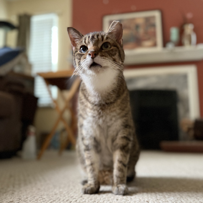 Julie's Purrfessional Cat Care