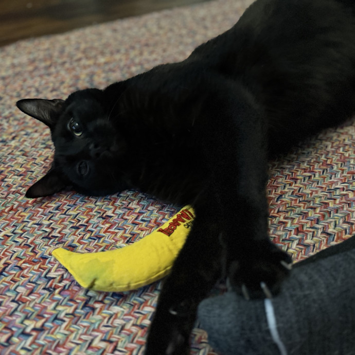Julie's Purrfessional Cat Care
