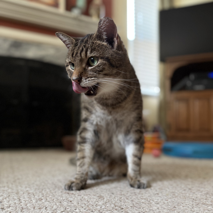 Julie's Purrfessional Cat Care