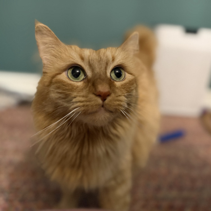 Julie's Purrfessional Cat Care