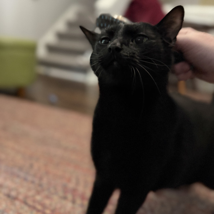 Julie's Purrfessional Cat Care