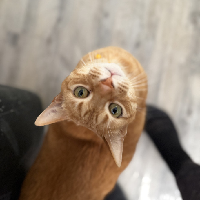 Julie's Purrfessional Cat Care