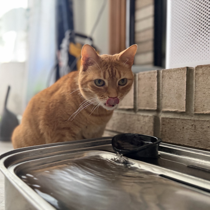 Julie's Purrfessional Cat Care